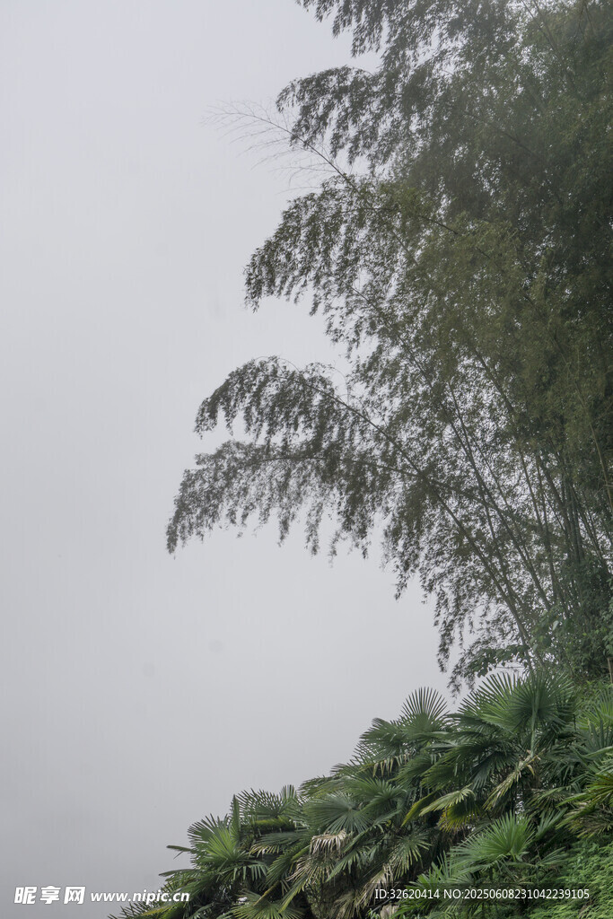 山林 植物