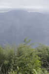 山景 植被