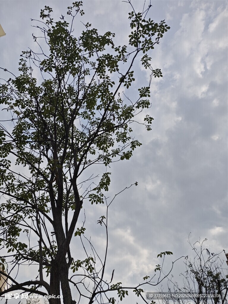 树木