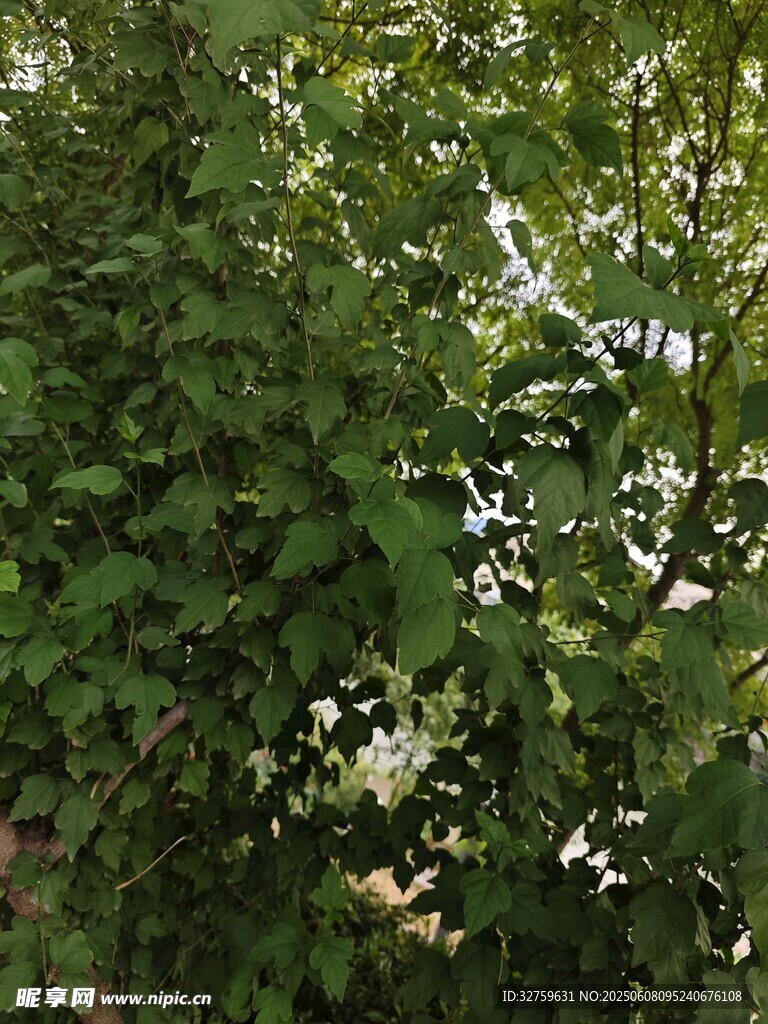 绿叶 