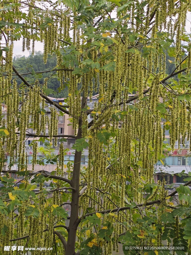 树木