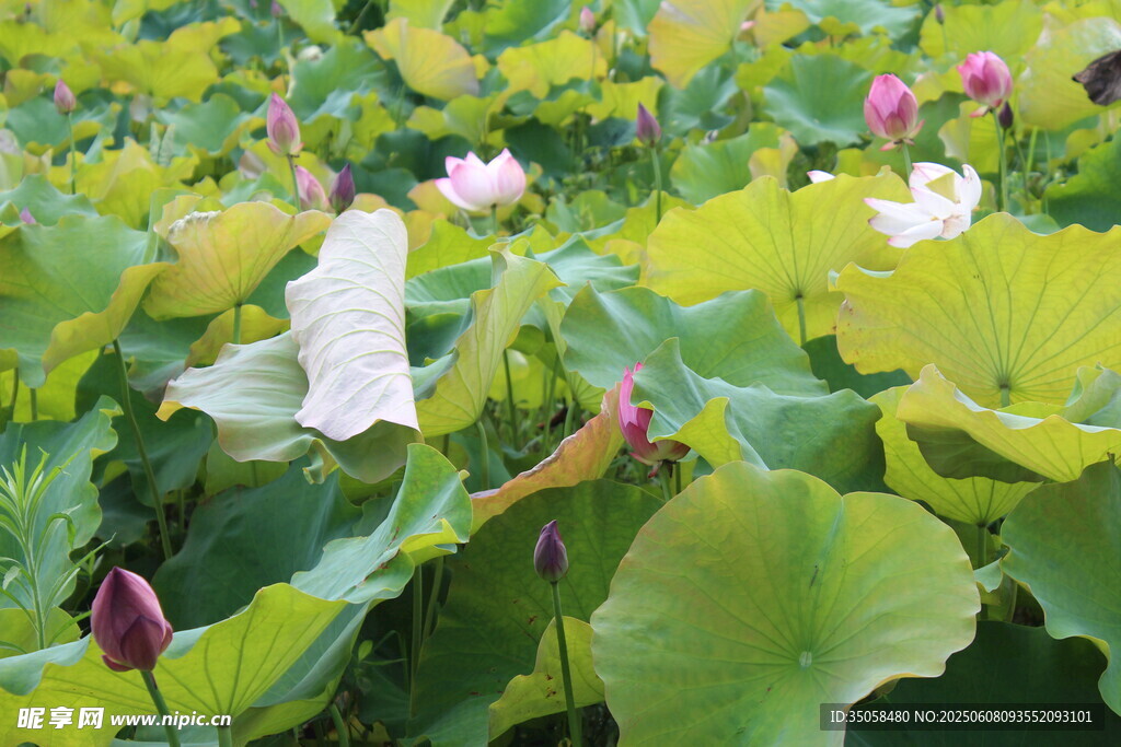  荷花 
