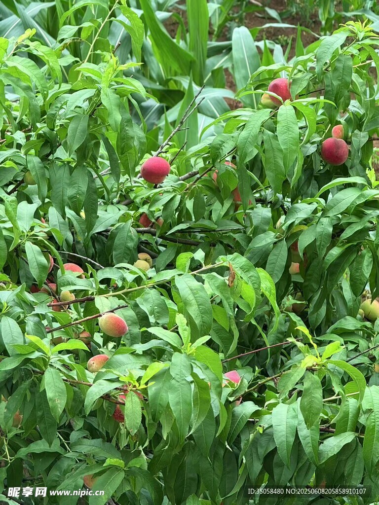 桃树 