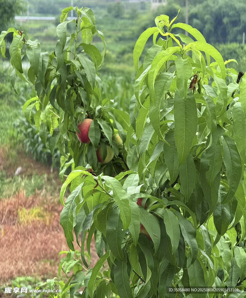  桃树 