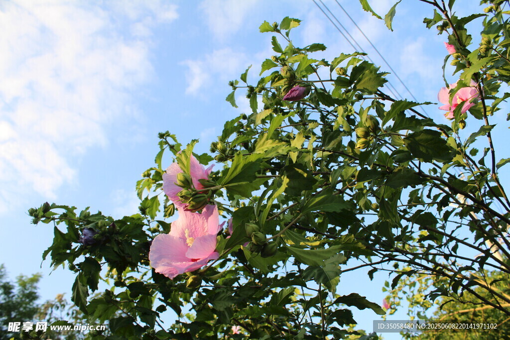 木槿  