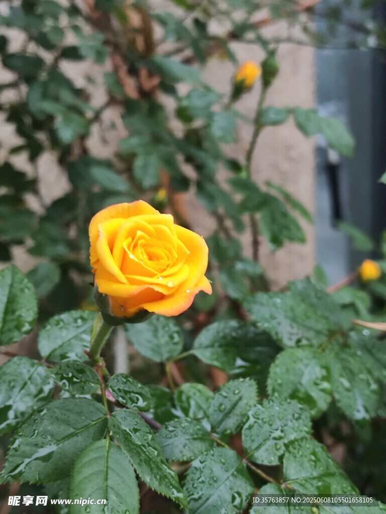 雨中月季