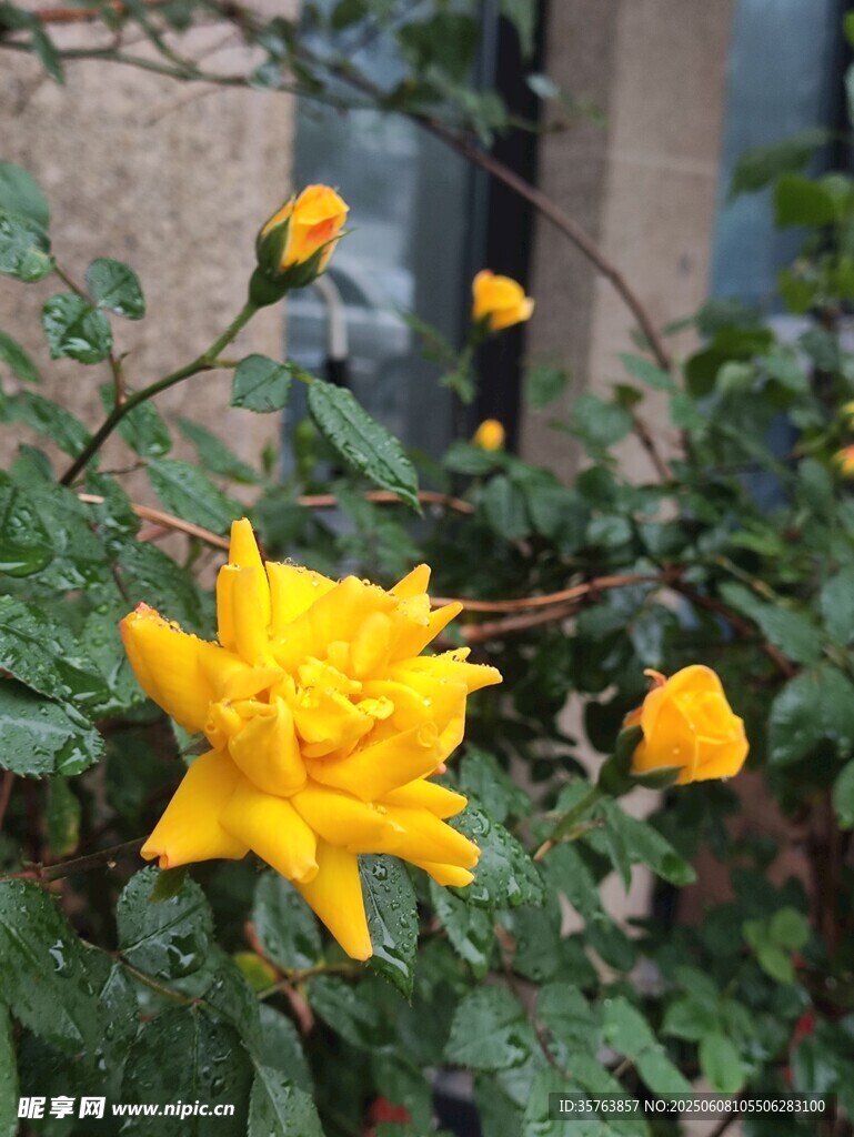 娇艳黄月季