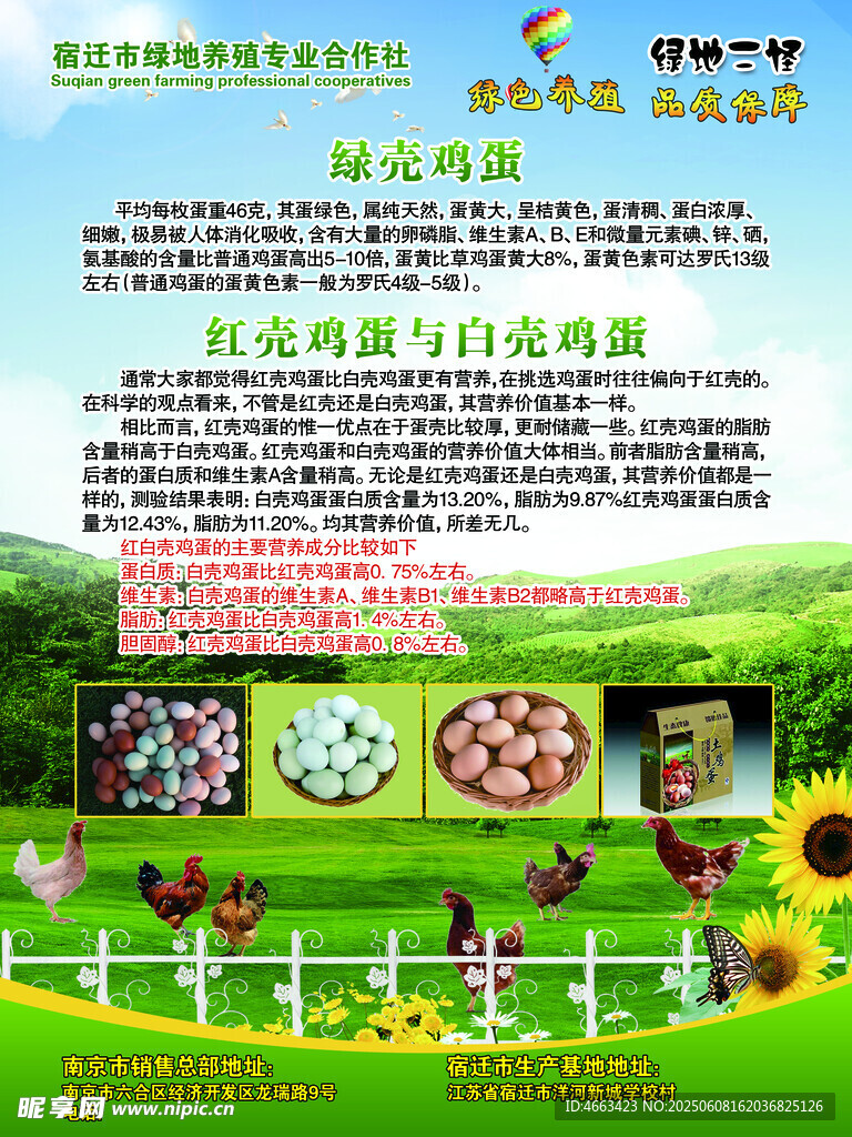 土鸡蛋广告