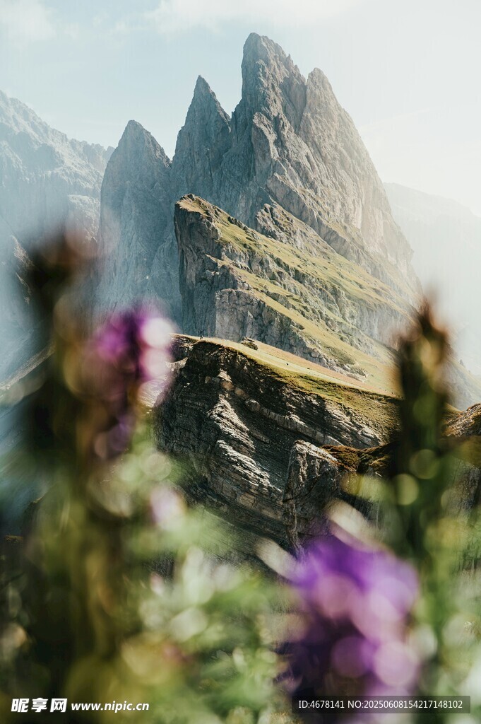 山间紫花与巍峨山峰