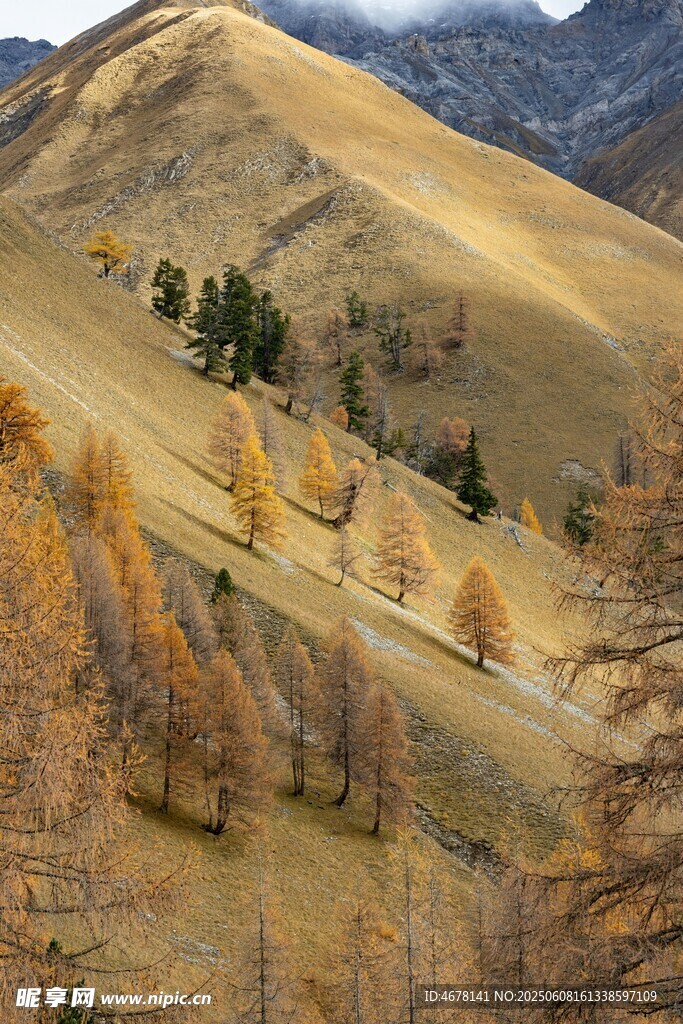 秋日山坡美景