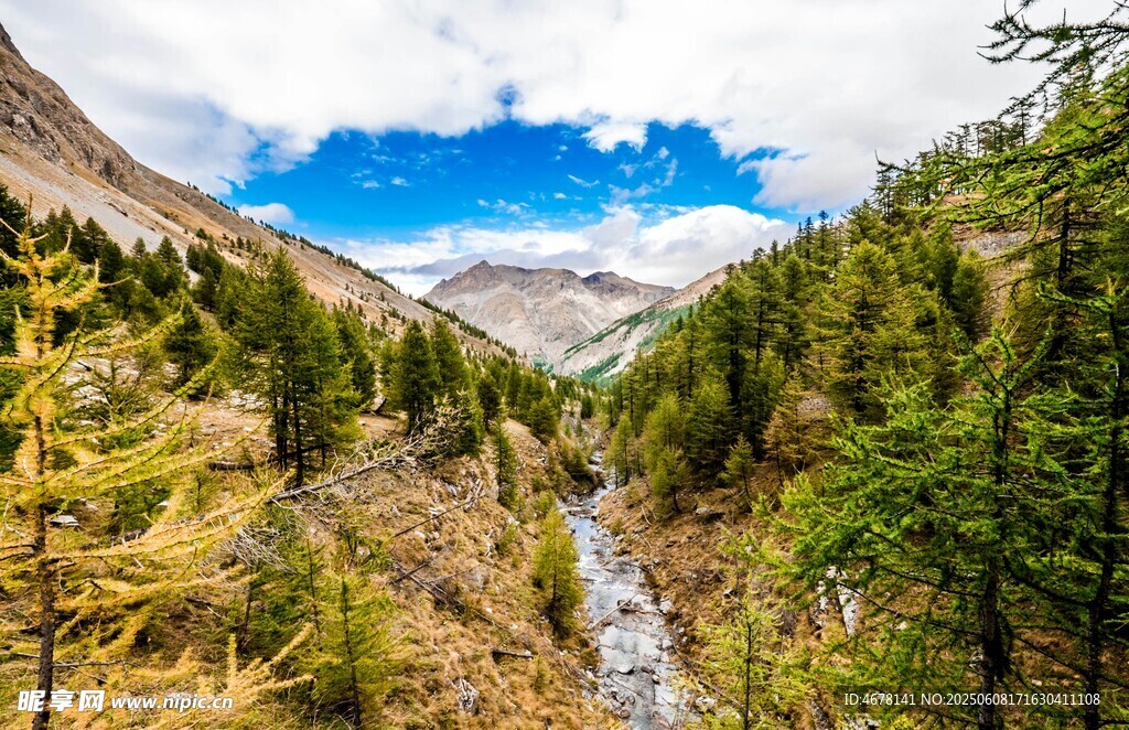山间溪流穿林而过美景