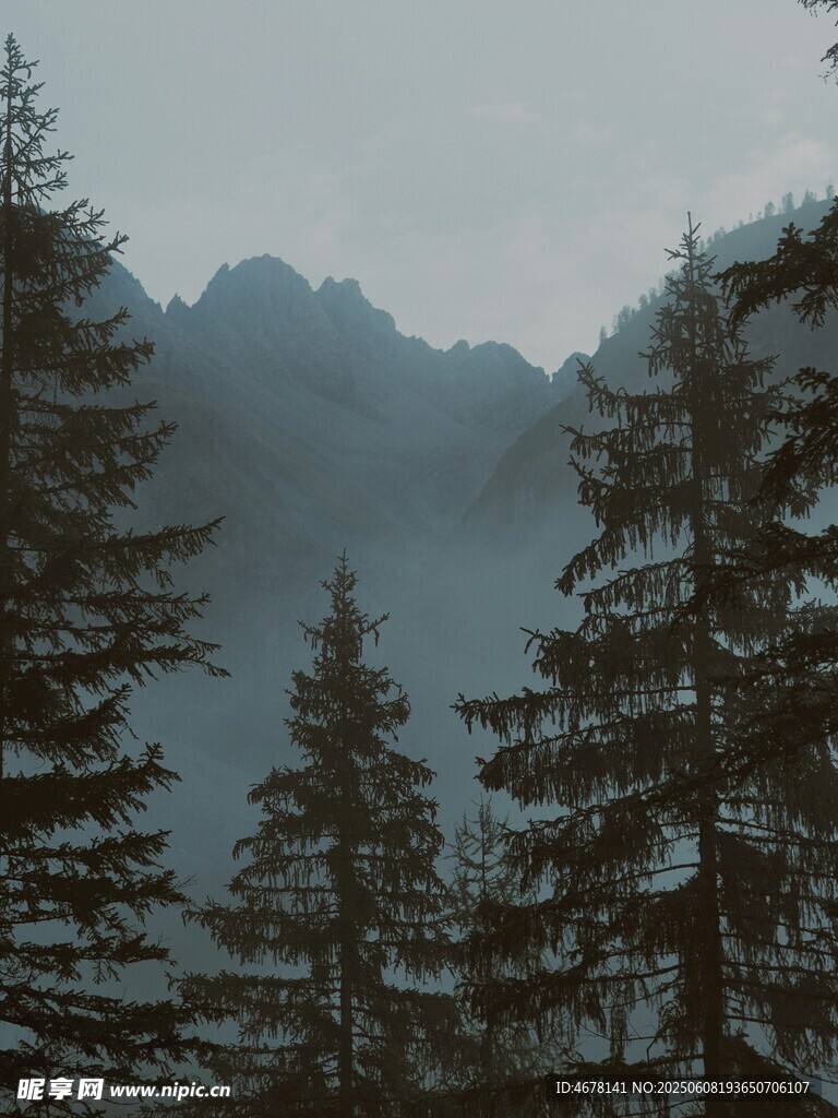 山林晨雾中的挺拔松树