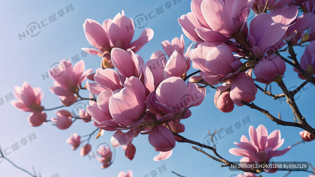 蓝天 粉红玉兰花 紫色玉兰花