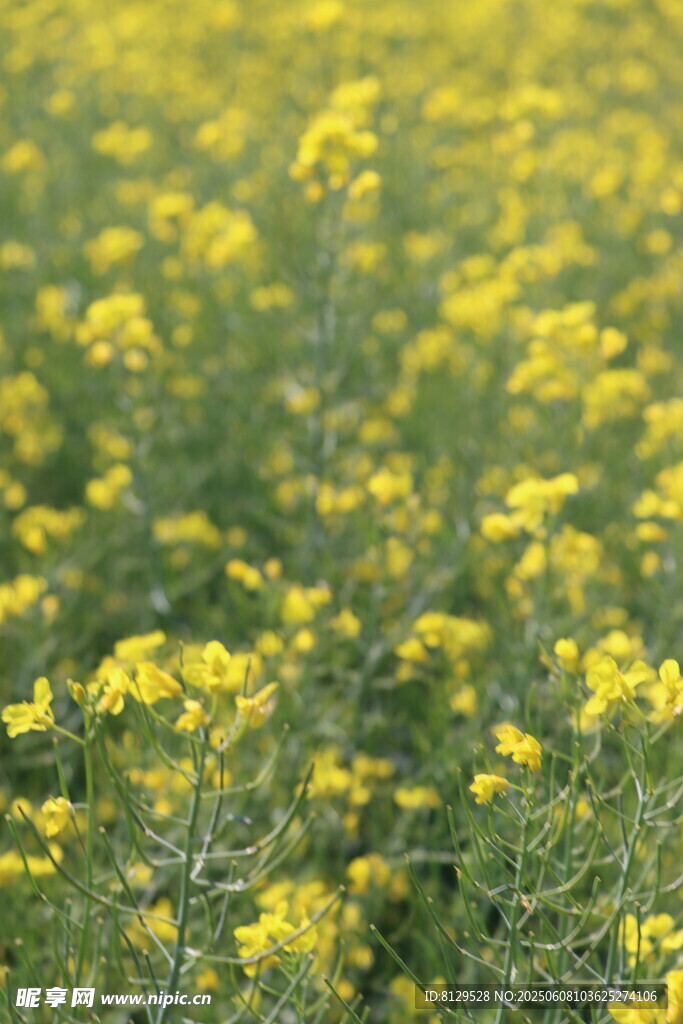 金黄灿烂的油菜花田