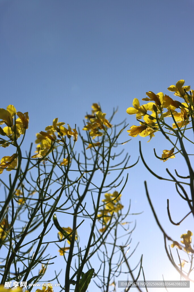 蓝天映衬下的金黄花枝