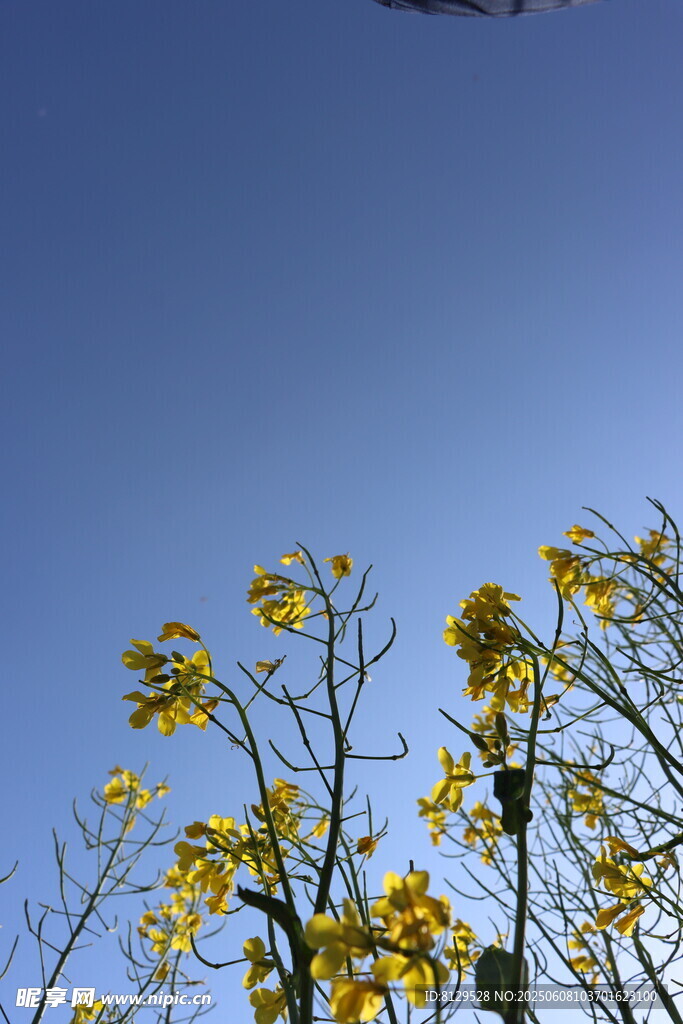 蓝天黄花间飞机飞过