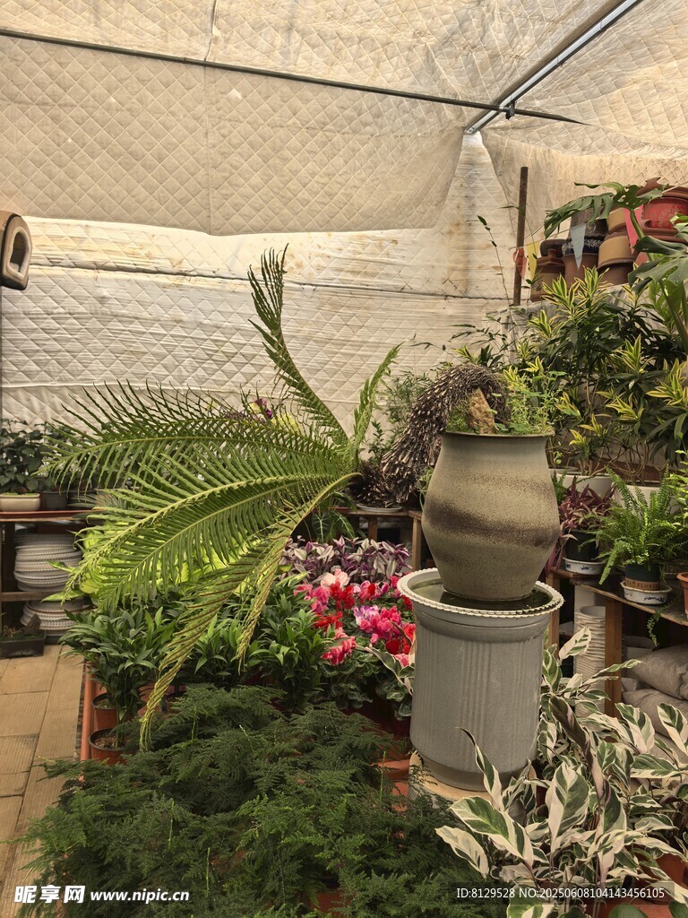 温室中的多彩盆栽植物