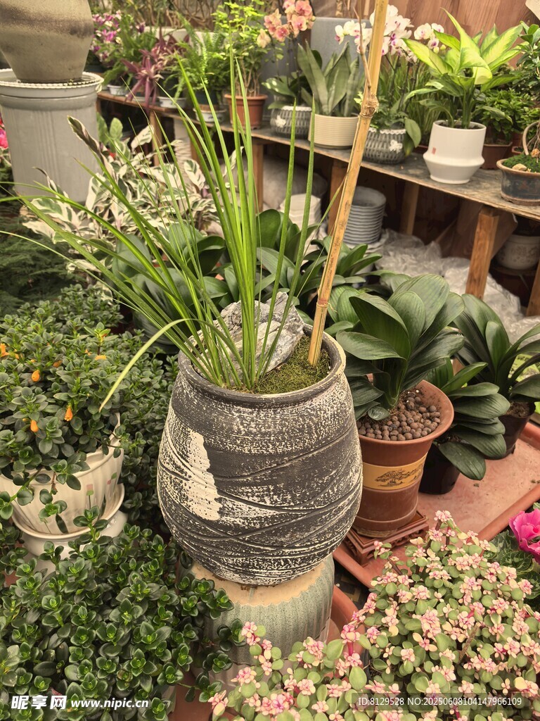 室内盆栽景观展示