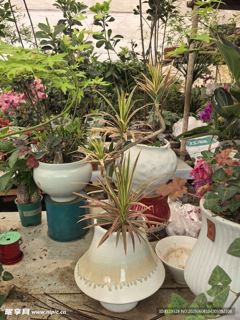 庭院中的多彩盆栽景观