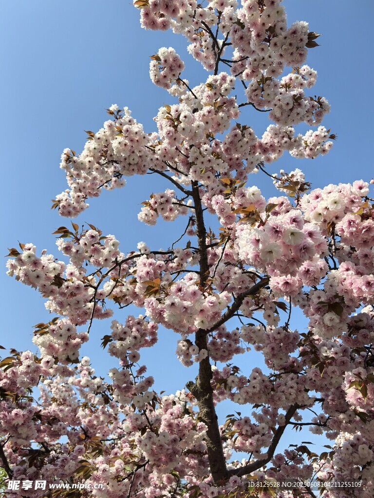 蓝天映衬下的烂漫樱花树