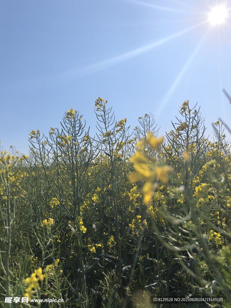 阳光下的灿烂油菜花田