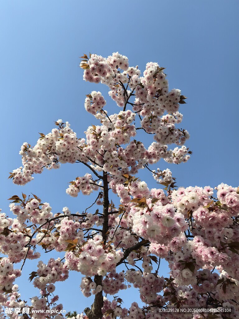 蓝天映衬下的烂漫樱花树