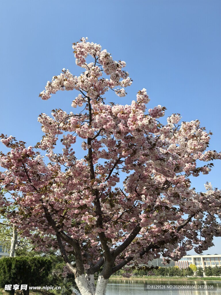 盛开的繁花树