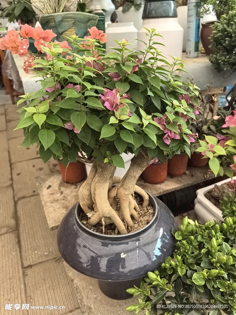 独特造型盆景展示