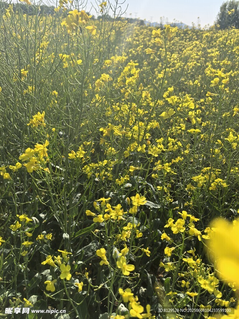 金黄油菜花田美景