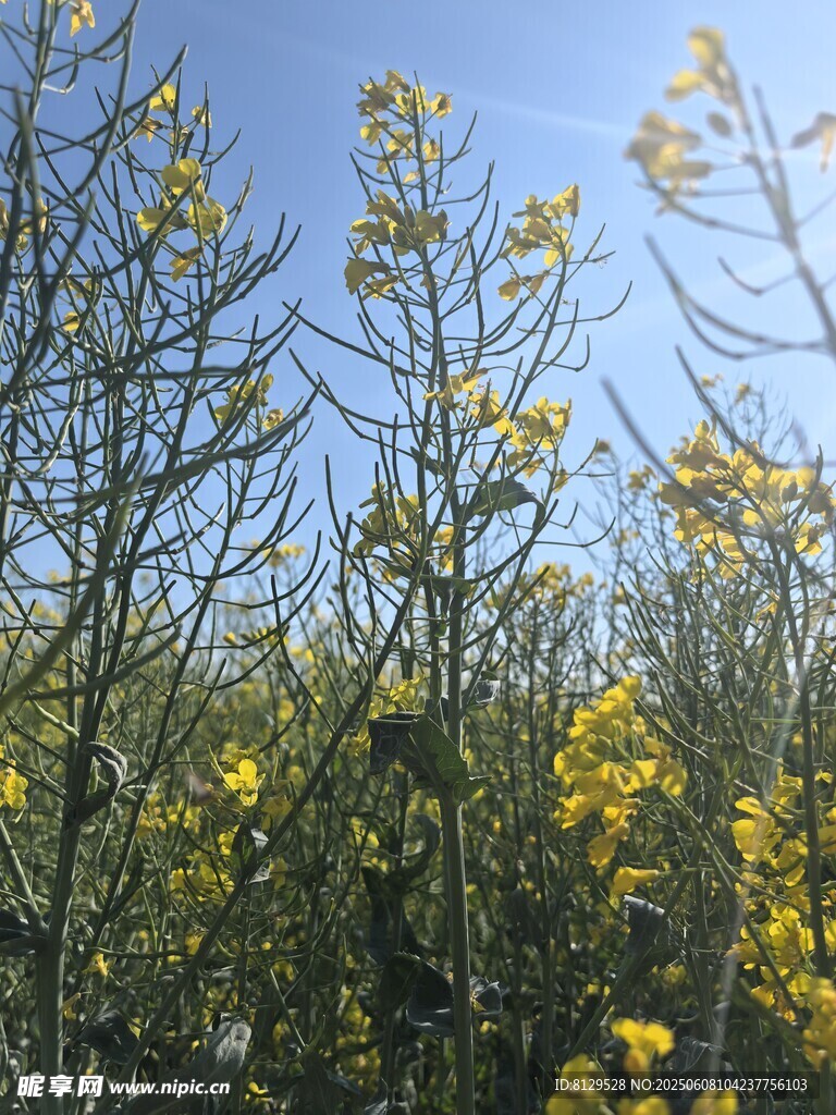 蓝天映衬下的繁茂黄花树