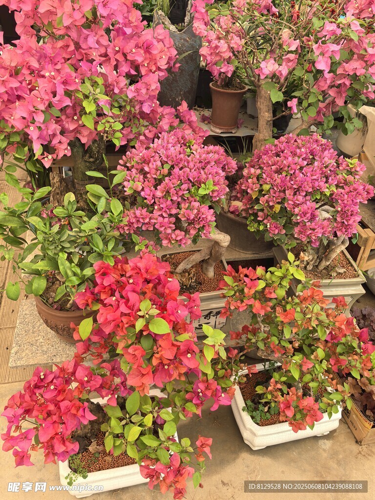 多彩盆栽花卉展示