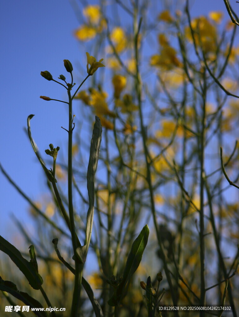 蓝天映衬下的灿烂油菜花