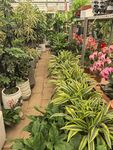 室内花卉绿植展示区