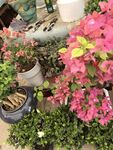 多彩盆栽花卉景观展示