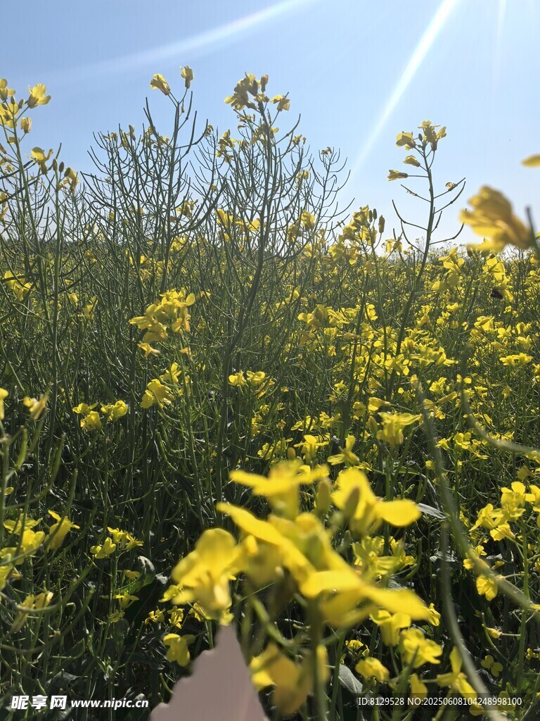 漫步金黄油菜花田