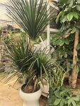室内盆栽绿植景观展示