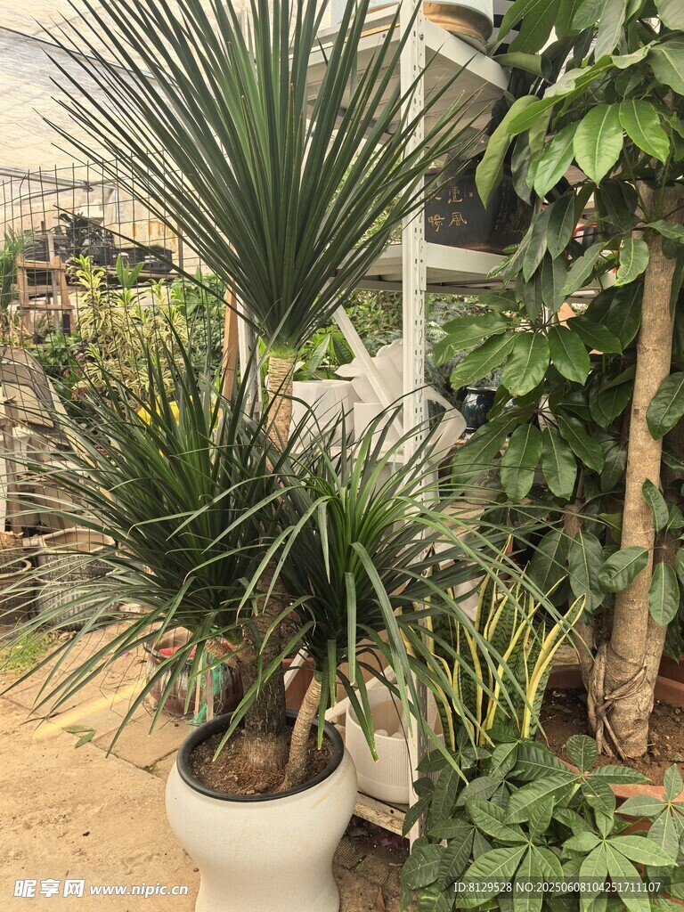 室内盆栽绿植景观展示