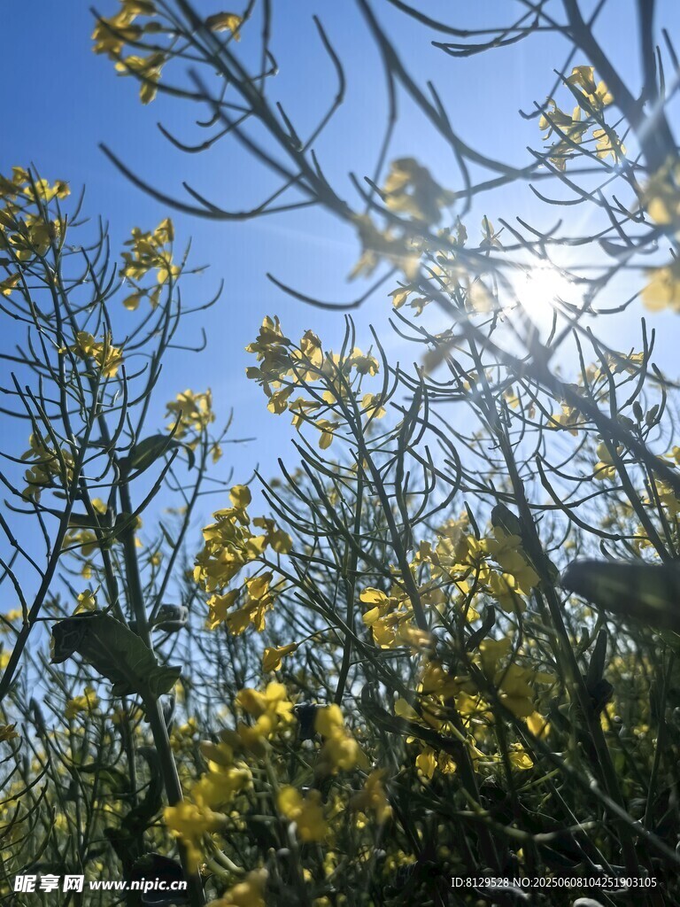 阳光下绽放的金黄花枝