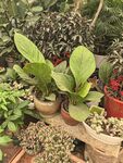 多样盆栽展示绿植之美