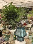 室内绿植盆栽展示