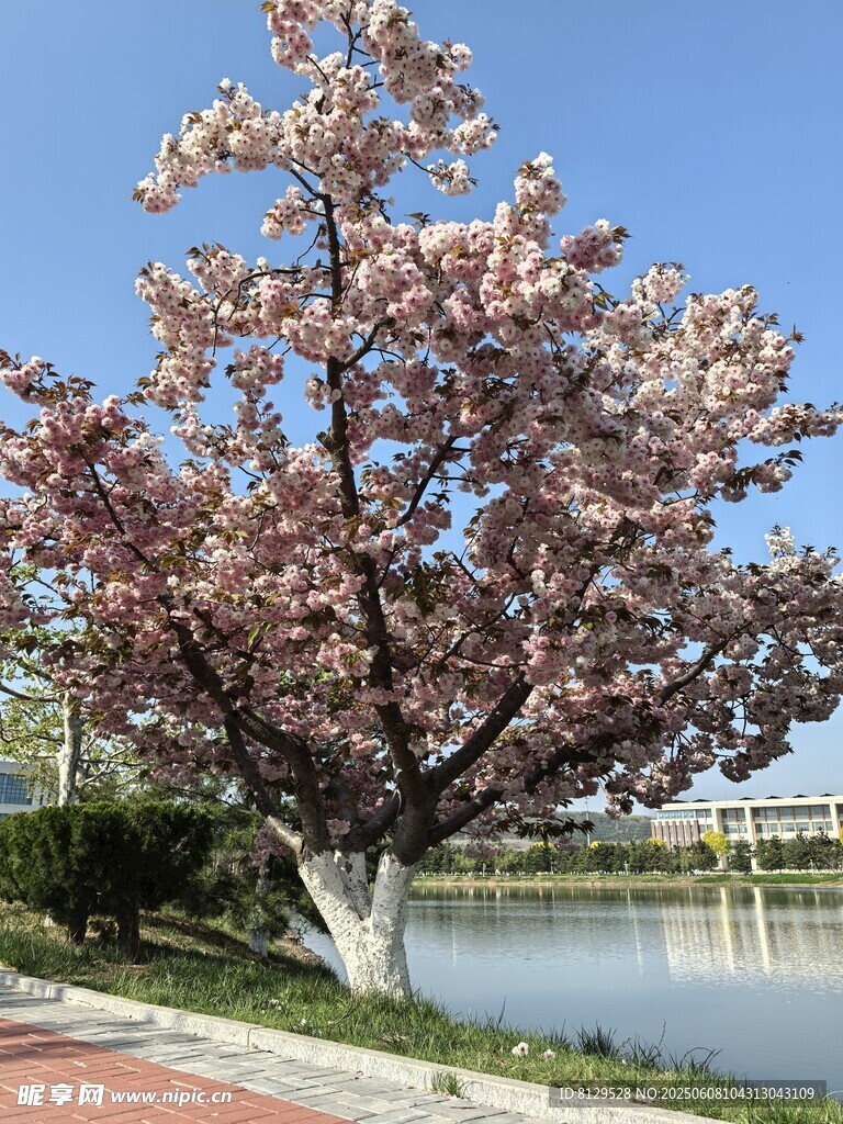 湖畔盛开的绚烂樱花树