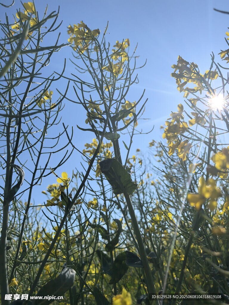 阳光下的灿烂油菜花田