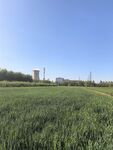 广袤麦田与远处建筑景观