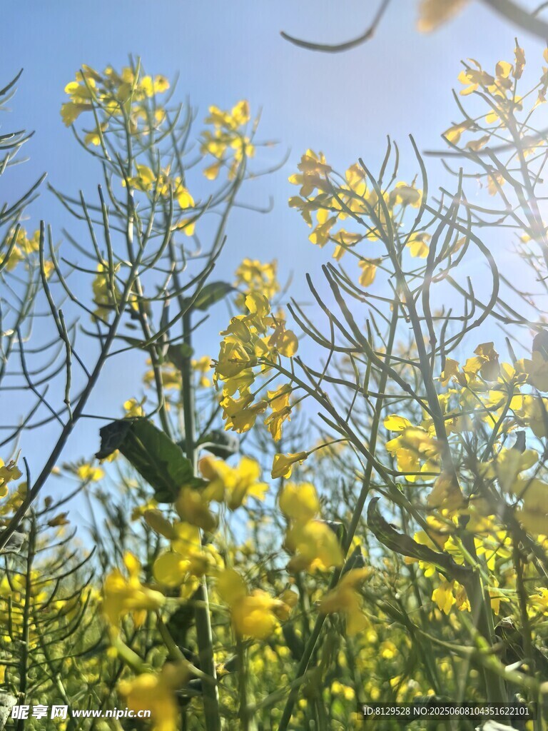 春日黄花间的灵动小鸟