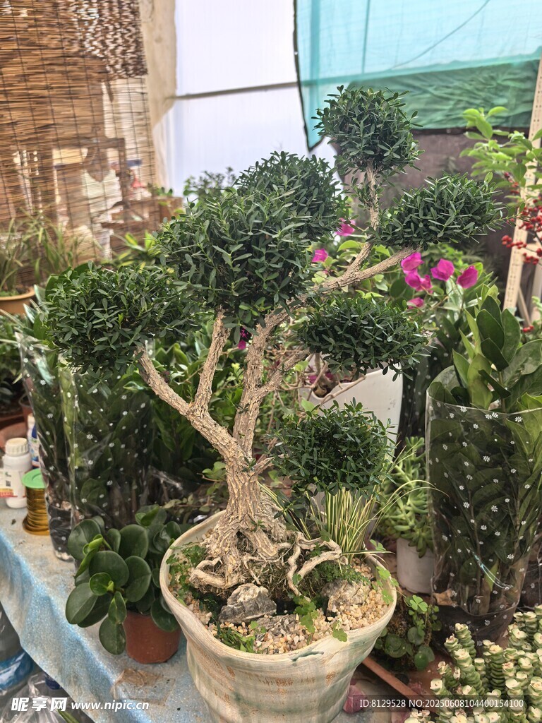 精致盆景展示