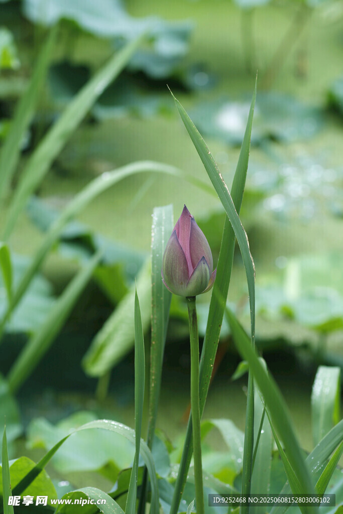 荷花苞