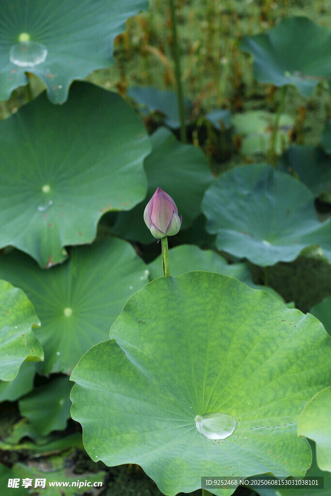 荷花苞