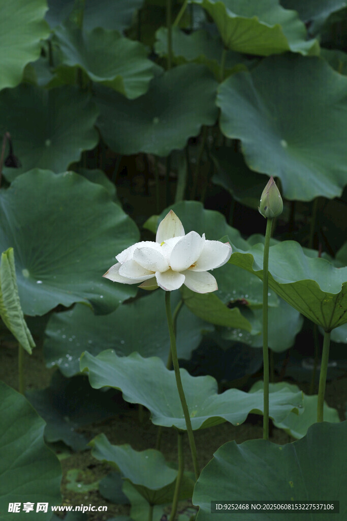 白色荷花 