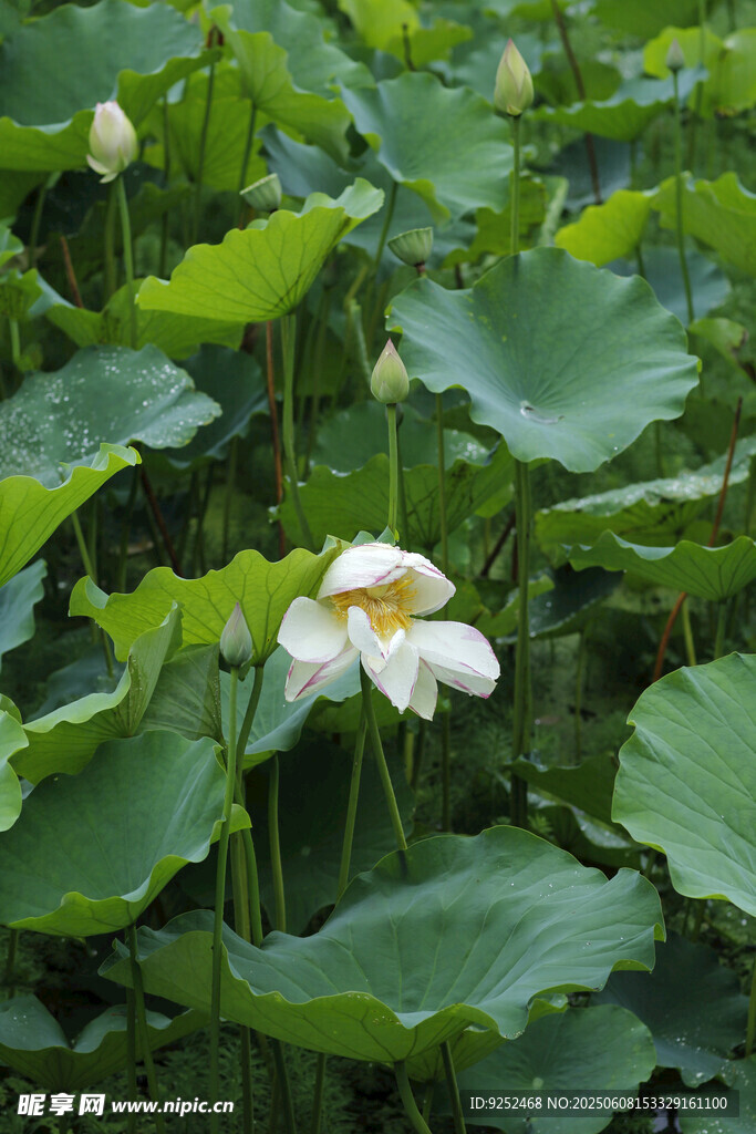 雨荷 