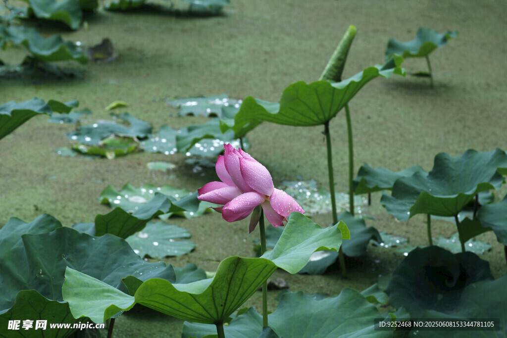 雨荷 